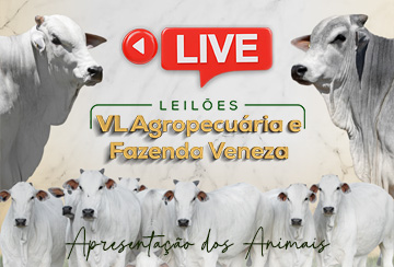 LIVE APRESENTAÇÃO DOS ANIMAIS -  LEILÃO VL AGROPECUÁRIA E FAZENDA VENEZA